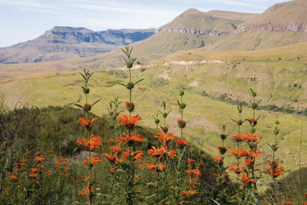Go walking in the Drakensberg with a Cicerone guidebook